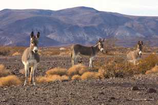 Wild Burro country-0416